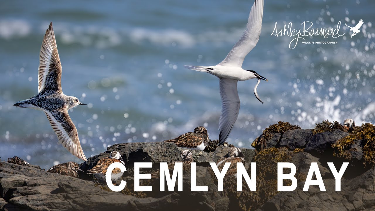 Wildlife Adventure on the Rocky Shore!