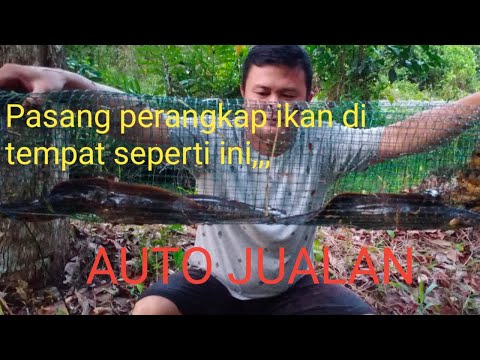 Video: Cara Memasang Perangkap