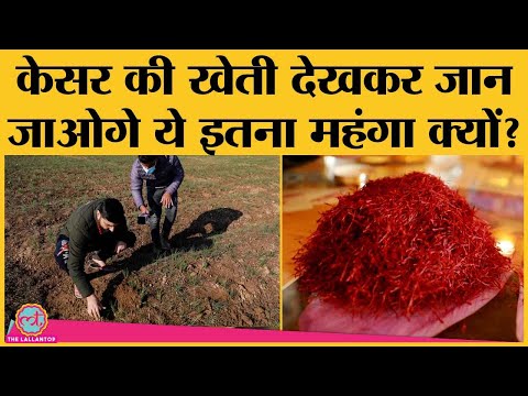 वीडियो: हेस्टर के बारे में शहर का नज़रिया कैसे बदल गया है?