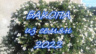 Посев БАКОПЫ. Выращивание БАКОПЫ из семян в условиях квартиры