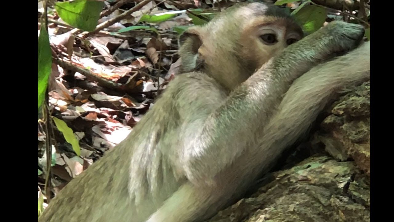 Little Monkey Sami Grooming Tail Gladdis