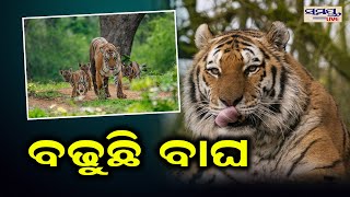 ବଢୁଛି ବାଘ | tiger | Odia News Live Updates | Latest Odia News | Samayalive