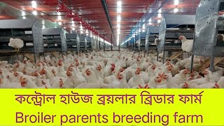 কন্ট্রোল হাউজ ব্রয়লার ব্রিডার ফার্ম | Broiler parents breeding farm