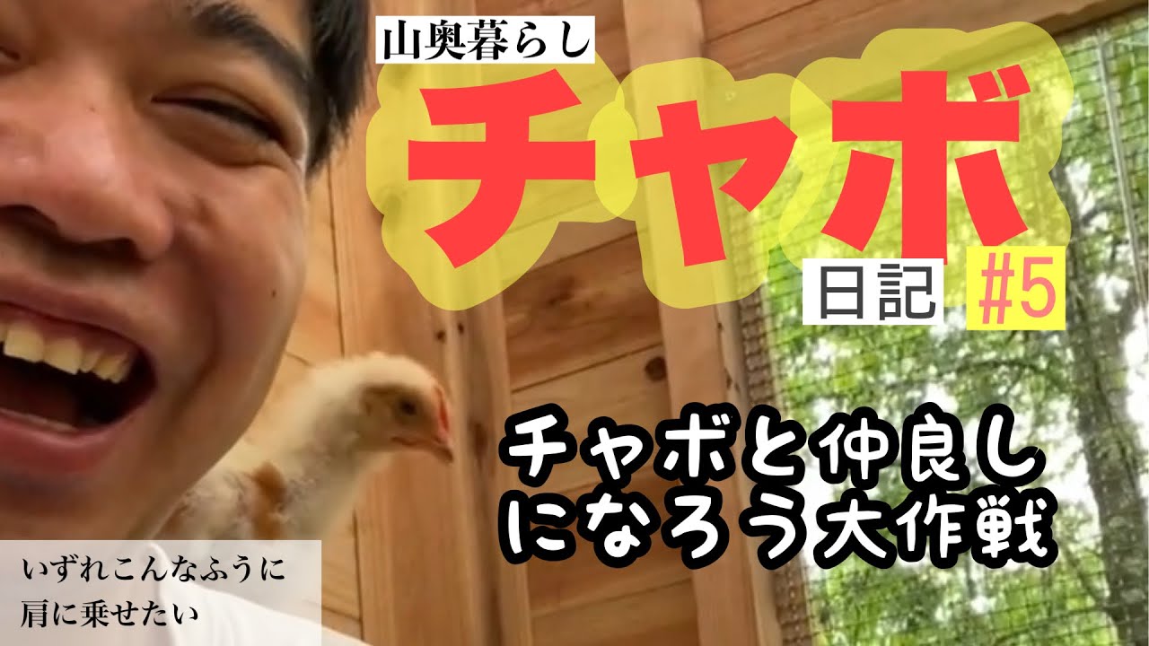 チャボ日記#5】チャボのひよこ達を懐かせたい男 - YouTube