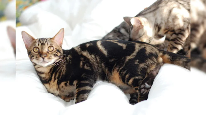 Video 5574021: animals bengal