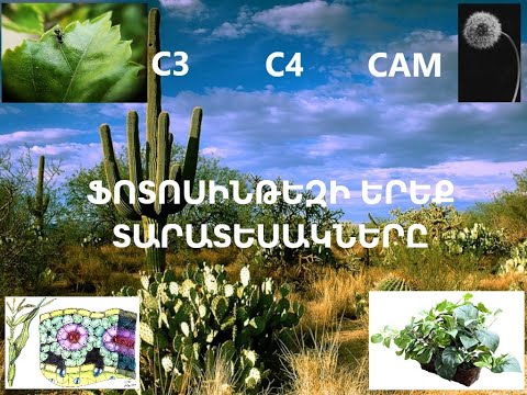Video: Ֆոտոսինթեզ բույսերում. քլորոֆիլի դերը ֆոտոսինթեզի մեջ
