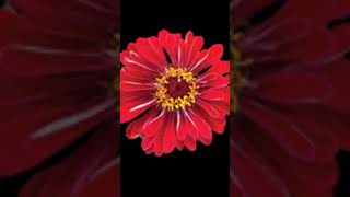 #Yaarivanu yaarivanu #shortsongs #shruthi