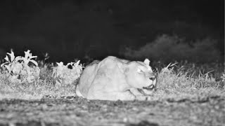 A Lioness Roars at ol Donyo 🦁