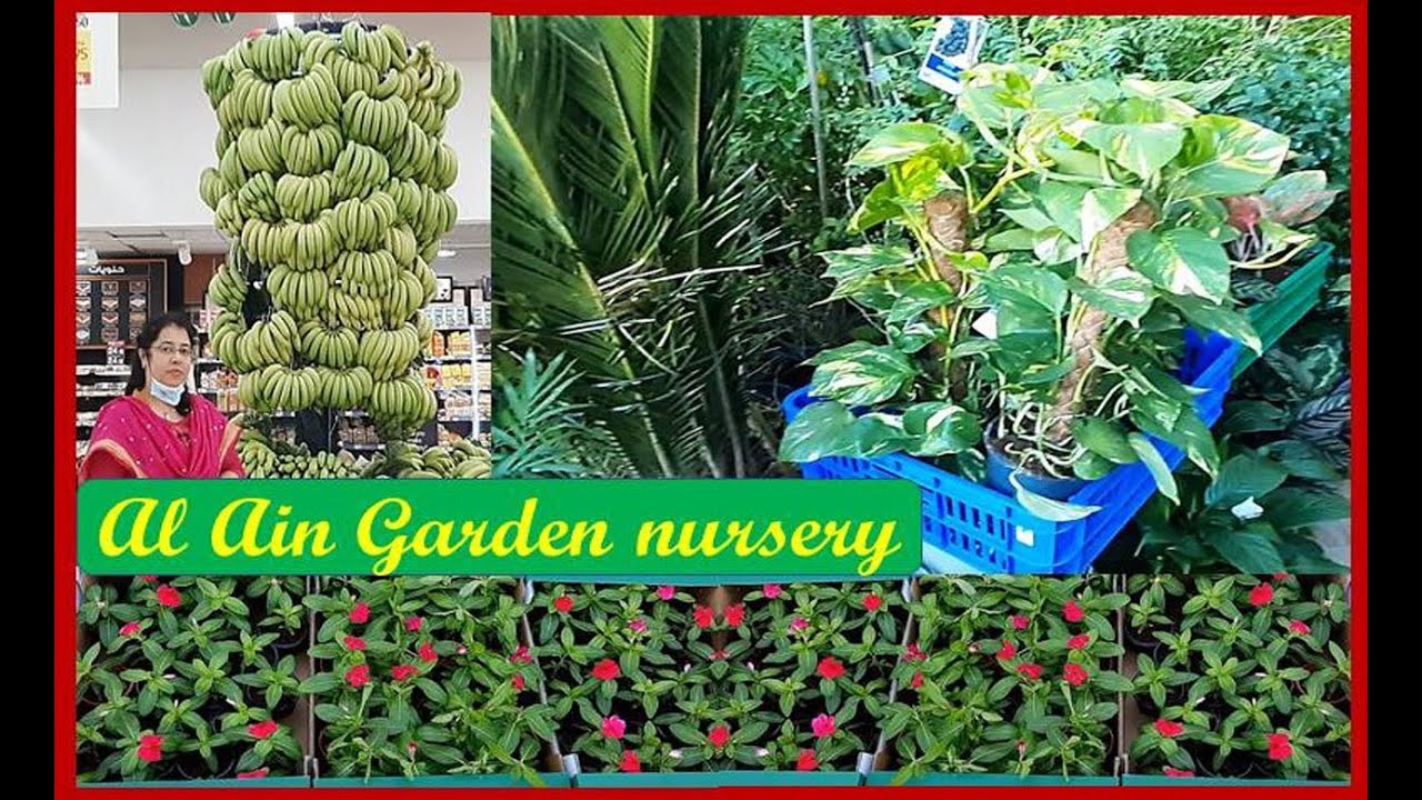 Plant Nursery visit/ Al Ain Central Market/Indoor & Outdoor plants