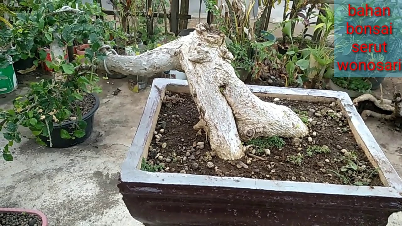 Bonsai Bahan Serut Prospek Wonosari Youtube