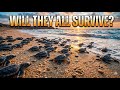 Will They All Survive ?🐢"turtle #cutepets #tortoise #animalvideo #nature #turtlelife