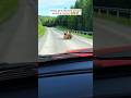 These kindhearted people saved a moose shorts