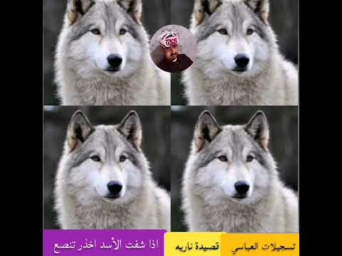 اذا شفت الأسد اخذر تنصع قصيدة2023 تسجيلات محمد العباسي تنفيذ قناة أبو متعب