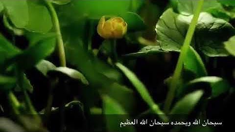 قراءة مباركة من سورة النمل