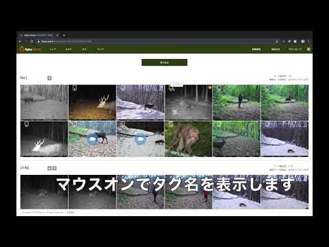 ハイクワークス AI 画像認識による種判別の自動タグ付け機能