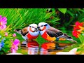 Birdsong in Forest & Relaxing Music – Beautiful Birds in the Garden Flower #birdsong #RelaxingMusic