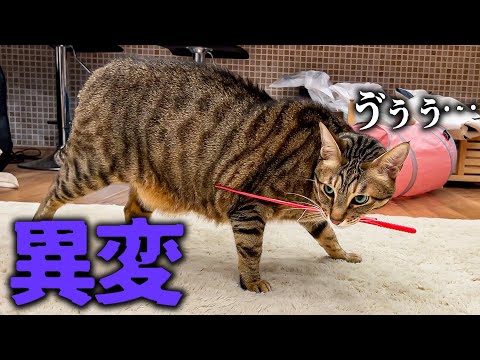 【緊急事態】おもちゃを咥えた猫に異変が発生して大騒ぎになりました…