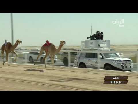 Qatar race camel