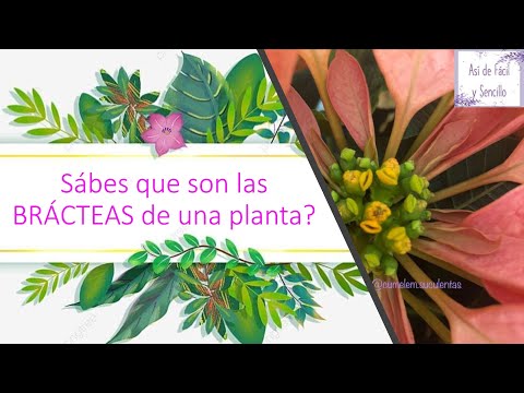 Video: ¿Qué son las brácteas florales? Aprenda sobre las plantas con brácteas