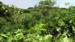 Wildlife in a changing climate