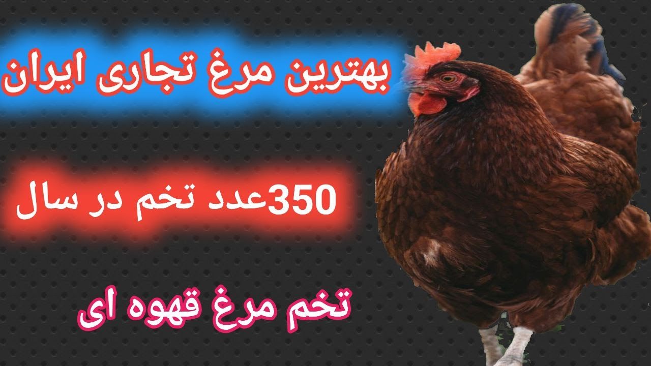 بهترین نژاد مرغ تخمگذار صنعتی , بهترین نژاد مرغ تخمگذار ایرانی , بهترین نژاد مرغ تخمگذار در دنیا