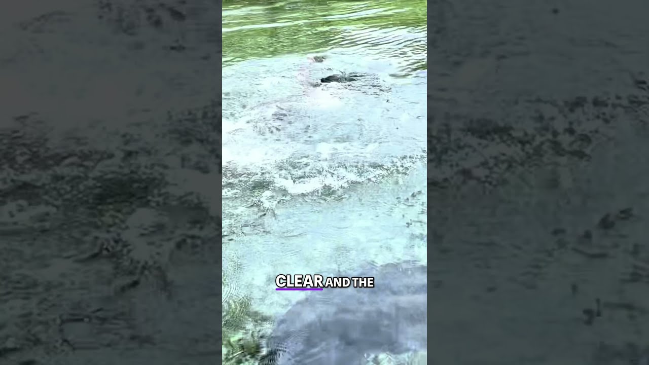 Mermaid Sighting In Jamaica Underwater Mystery Caught On Camera 