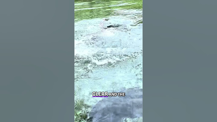 Mermaid Sighting in Jamaica: Underwater Mystery Caught on Camera!