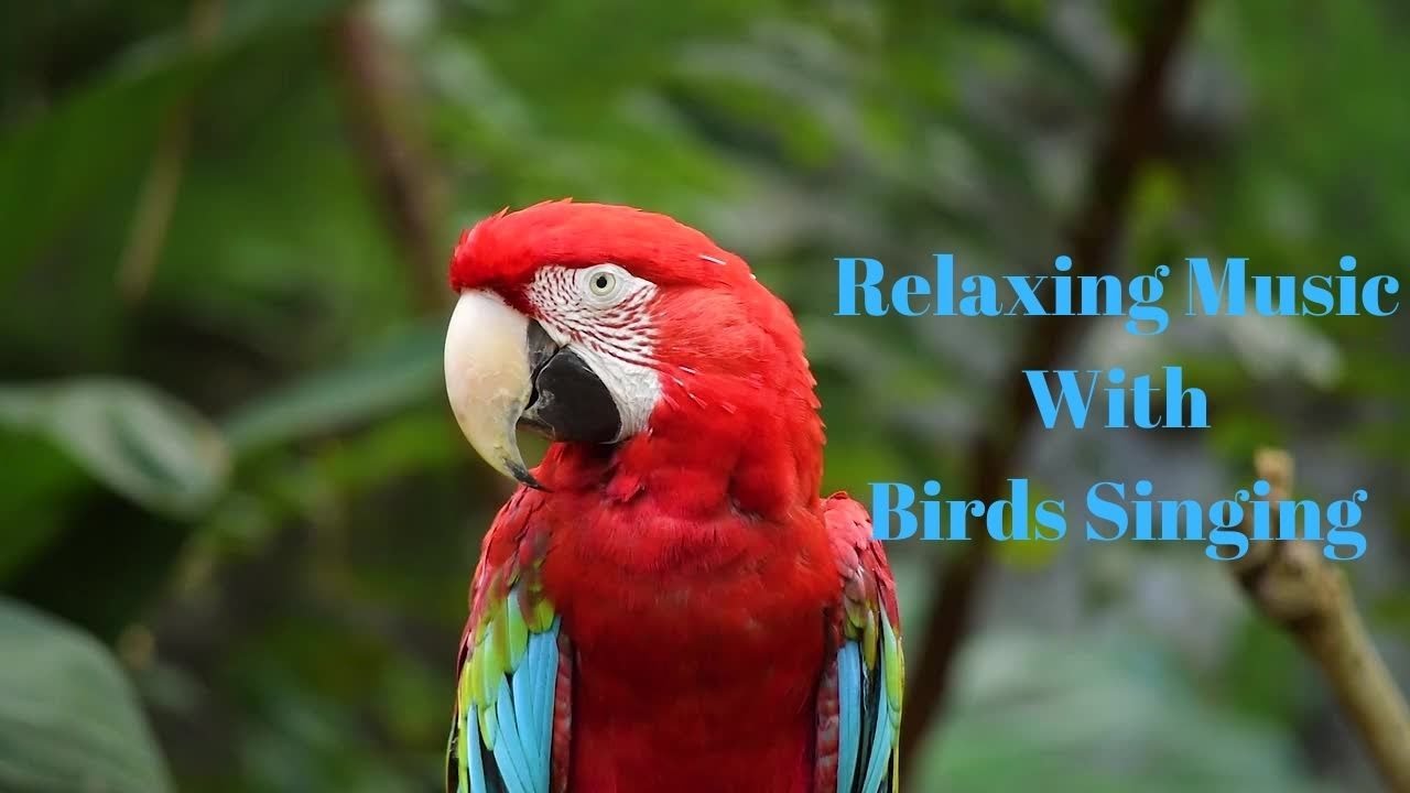 Birds#1 Relaxing, Sleep, Study Music with Birds Singing/Chirping.