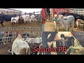 04/09/2021 #Feira de gados de solanea PB imperdível ótimos preços 😱 !!