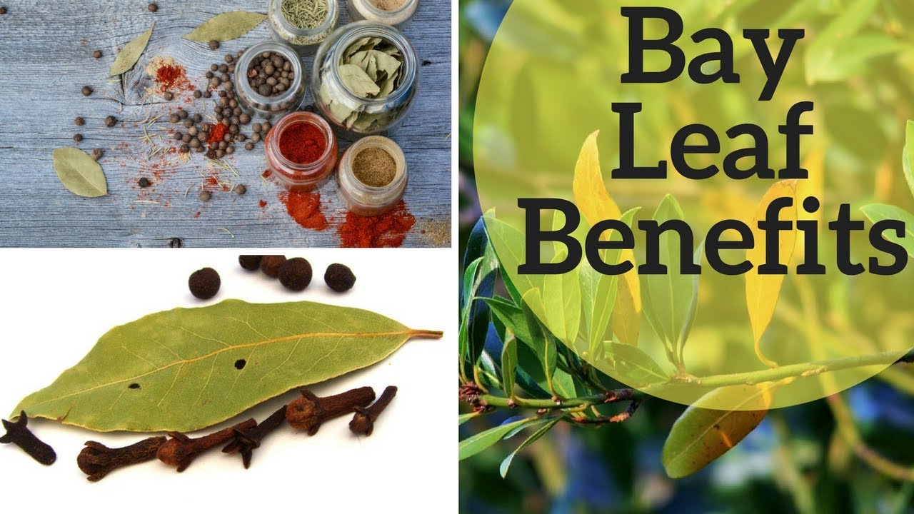 Bay Leaf Benefits for Digestion, Wounds, Diabetics & More YouTube