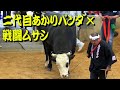二代目あかりパンダx戦闘ムサシ 2018.5.27 【沖縄闘牛】