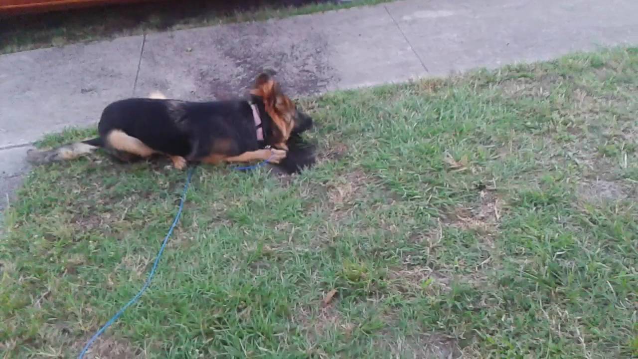 German Shepherd digging a hole YouTube