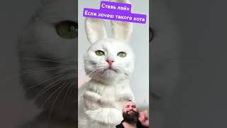 Самое милое видео #cat #dance