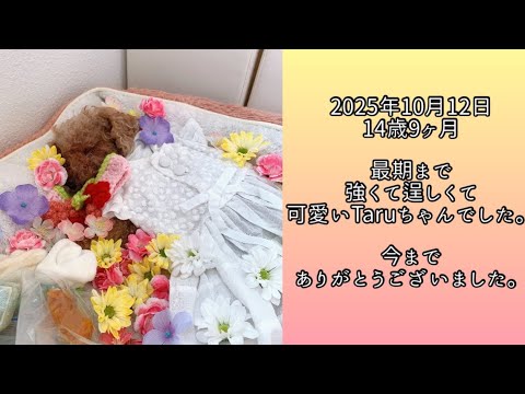 Taruちゃんが虹の橋を渡りました。