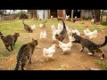 How australian farmers deal with millions of invasive feral cats