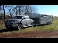 Hauling Cattle Before It Snows