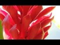 #5392, Planta roja tilt up hasta hoja verde [Raw], Naturaleza intervenida