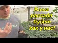 Вот почему у нас ВСЕГДА крепкая, приземистая рассада! Золотые правила выращивания рассады!