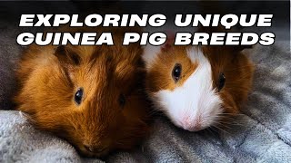 Exploring Unique Guinea Pig Breeds by Pets Life 85 views 3 months ago 8 minutes, 4 seconds
