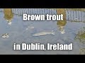 Wild brown trout in river, Dublin city, Ireland