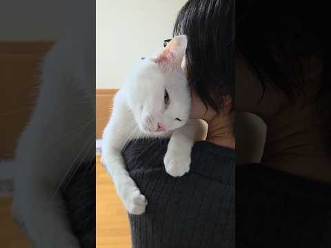 今のシロ。 #猫のいる暮らし #猫 #保護猫