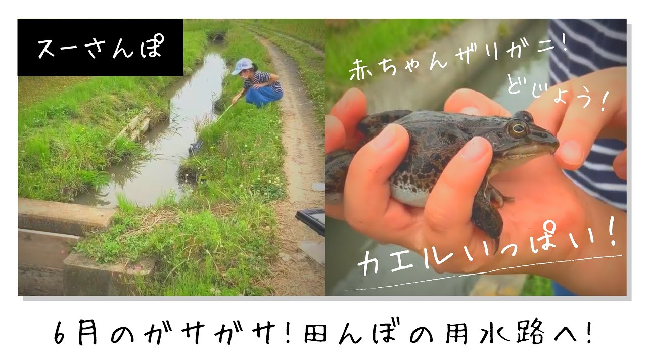 6月上旬 ガサガサ 用水路で巨大カエルと遭遇 赤ちゃんザリガニいっぱい Youtube