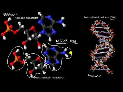 Nükleik Asitlere (DNA, RNA) ve Nükleotitlere Giriş (Biyoloji / Genetik)