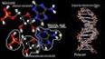 Genetik Materyal: DNA ve RNA ile ilgili video