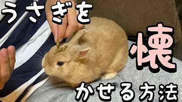うさぎ喜ばせる方法