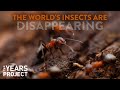 Climate Change Is Driving Insect Extinction