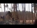 Jan 2015 bluegum plantation logging and koalas