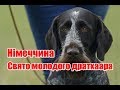 Німеччина | Свято молодого дратхаара