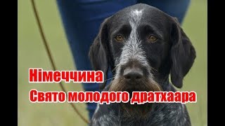 Німеччина. Свято молодого дратхаара. Німеччина. Свято молодого дратхаара.