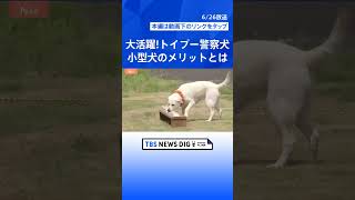 トイプードル警察犬 親子で大活躍！シェパードなどの大型犬にはないメリットも【Nスタ解説】｜TBS NEWS DIG #shorts
